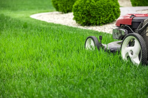 How Often Should You Mow Your Lawn in Sarasota?