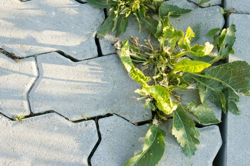 Keeping Weeds Under Control During Florida's Rainy Season
