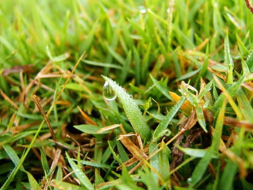 Weed Control / Control de Maleza
