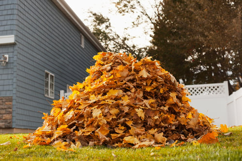 Yard Clean-Up / Limpieza de Yarda